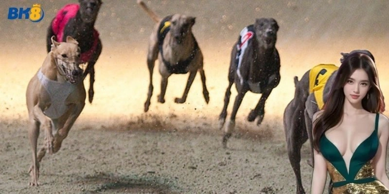 Kinh nghiệm chơi cá cược đua chó thắng lớn