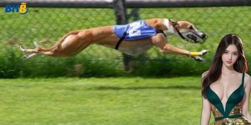 Lợi ích khi cá cược đua chó tại nhà cái